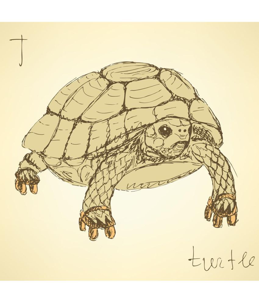 Pitaara Box Fancy Turtle PVC Vinyl Multicolour Wall Stickers Buy