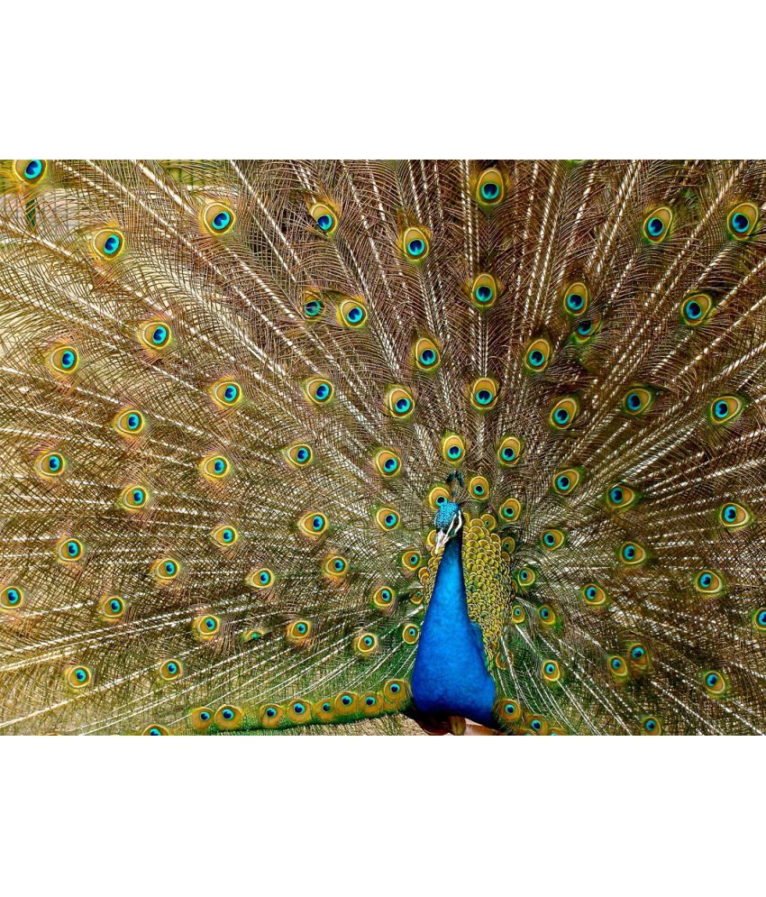 Myimage Beautiful Peacock Dancing Paper Wall Poster Without Frame Single Piece
