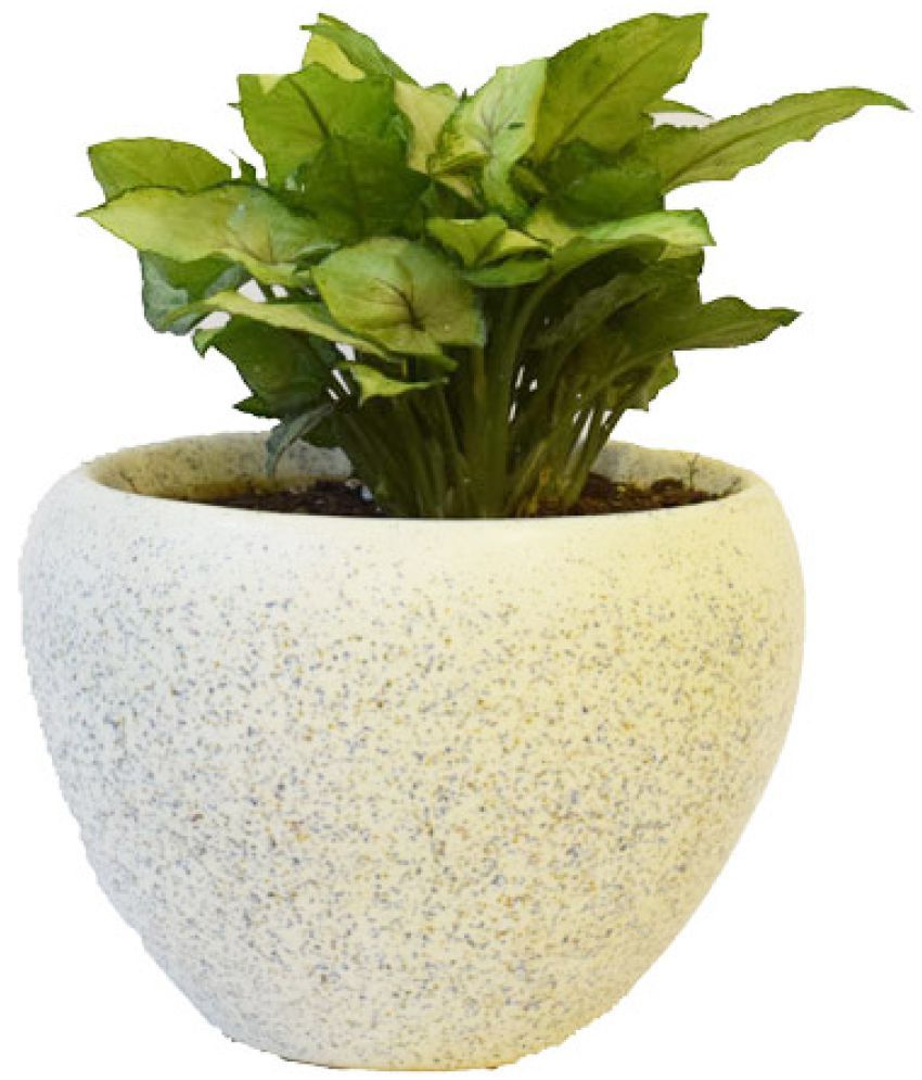 Sheel Greens Indoor Plant Sheel Greens Indoor Plant
