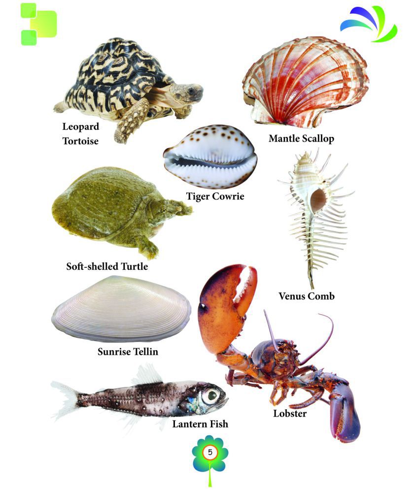 Aquatic Animals Board Book for Kids: Buy Aquatic Animals Board Book for  Kids Online at Low Price in India on Snapdeal