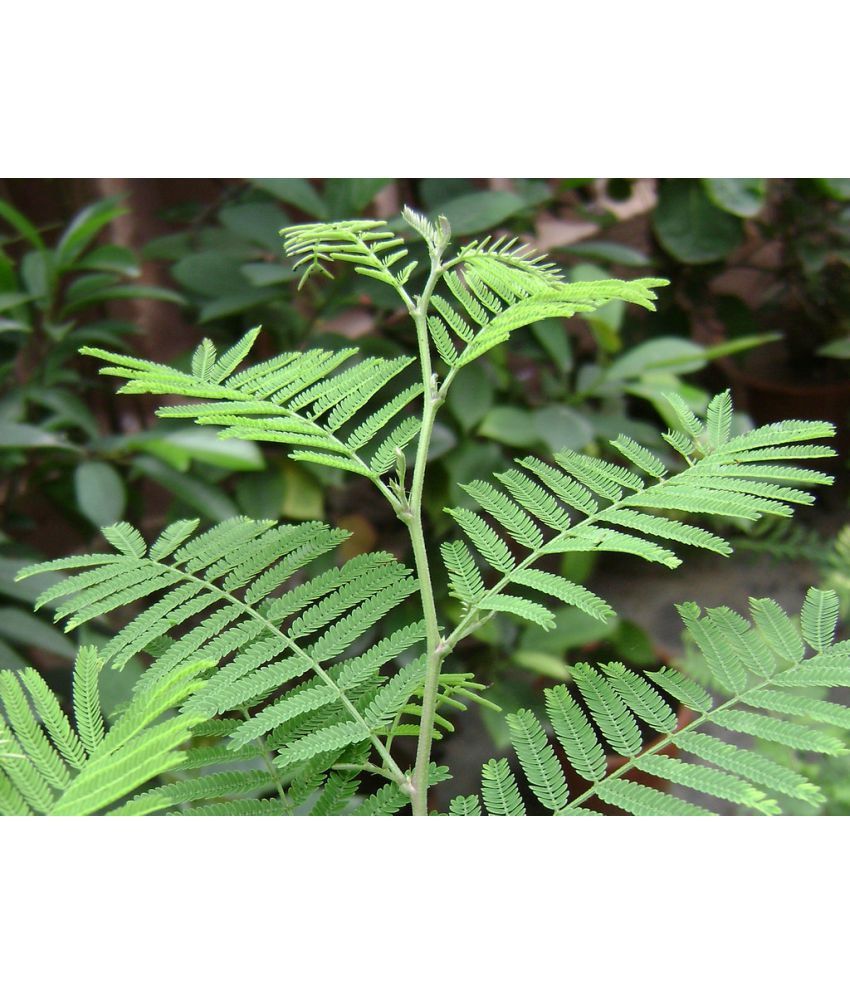 Live Nursery Prosopis Cineraria Both Indoor Plant Live Nursery Prosopis Cineraria Both Indoor Plant