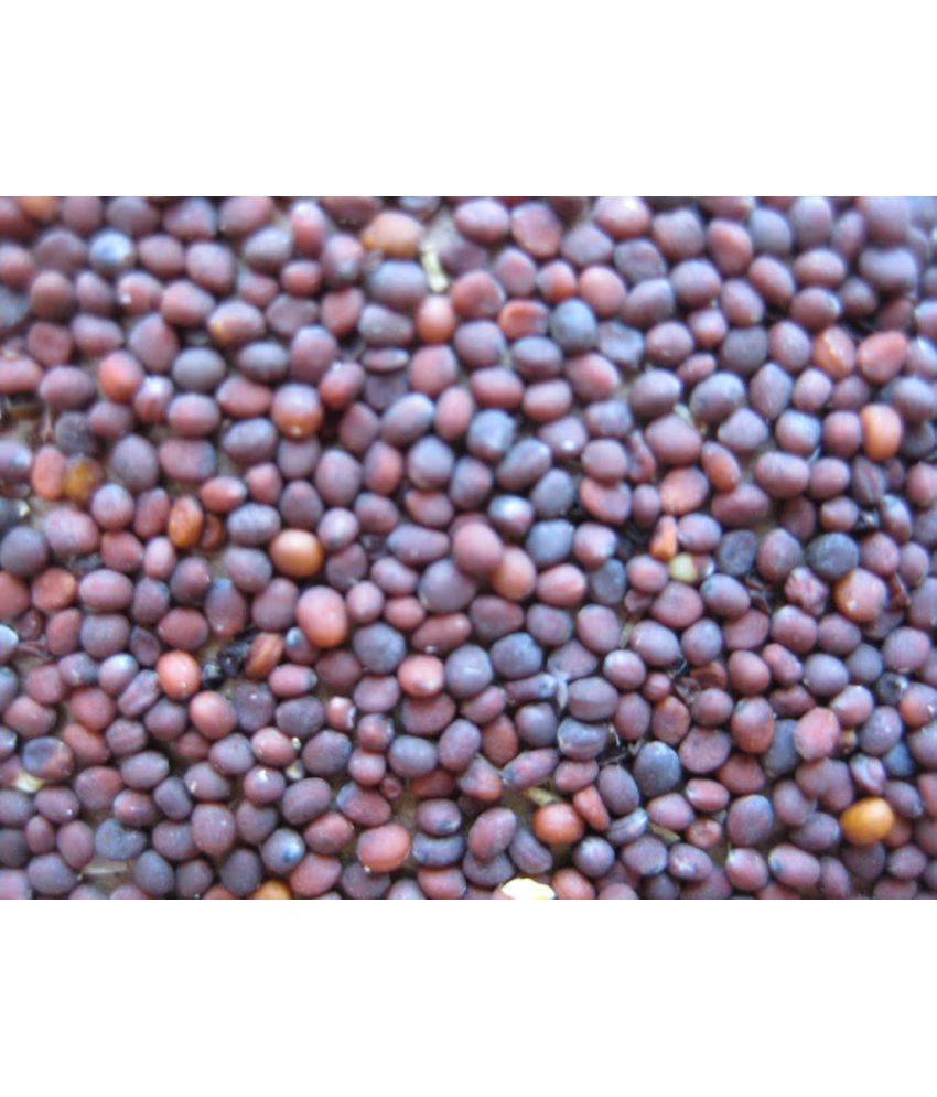 Annex Turnip / Shalgum seeds pack of 4 Vegetable Seeds Buy Annex