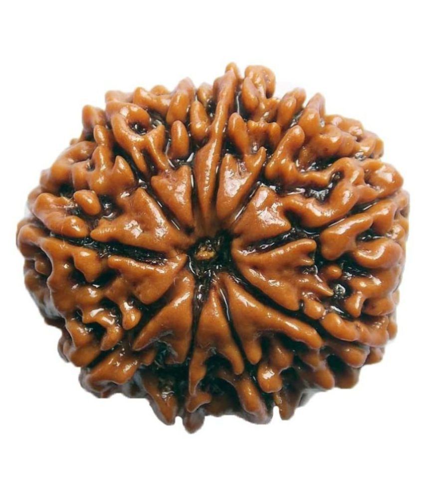     			Shivoham 10 Mukhi Rudraksha 10