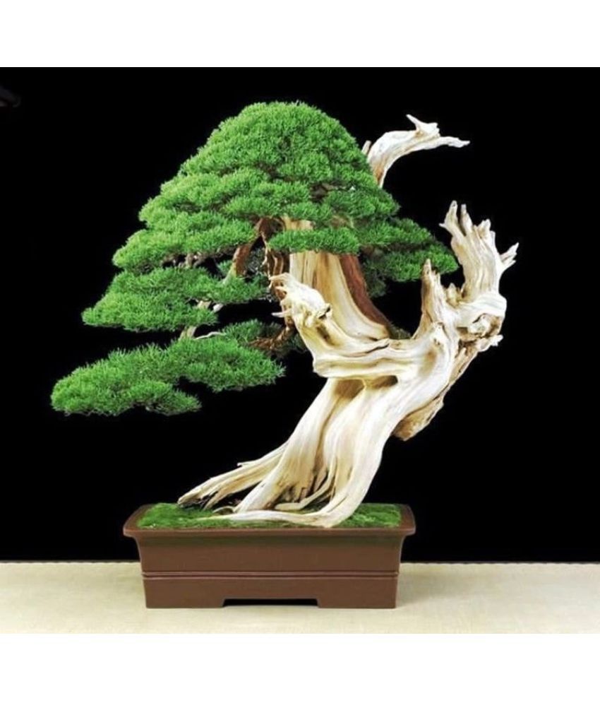 Top Price Of A Bonsai Tree of all time The ultimate guide 