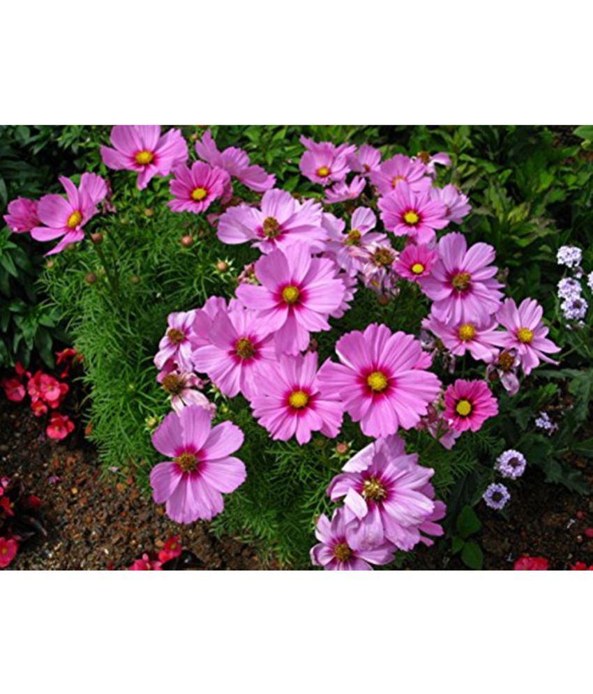 Creative Farmer Cosmos Best Flower Seeds Buy Creative Farmer Cosmos