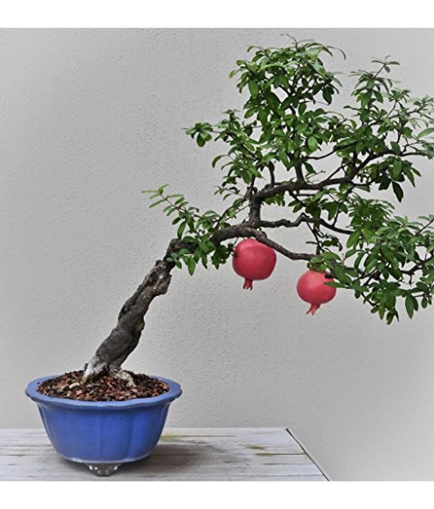 Creative Farmer Pomegranate Bonsai Tree Seeds: Buy Creative Farmer ...