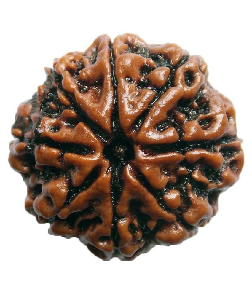     			Shivoham Eight Mukhi Rudraksha 8 Face Rudraksha