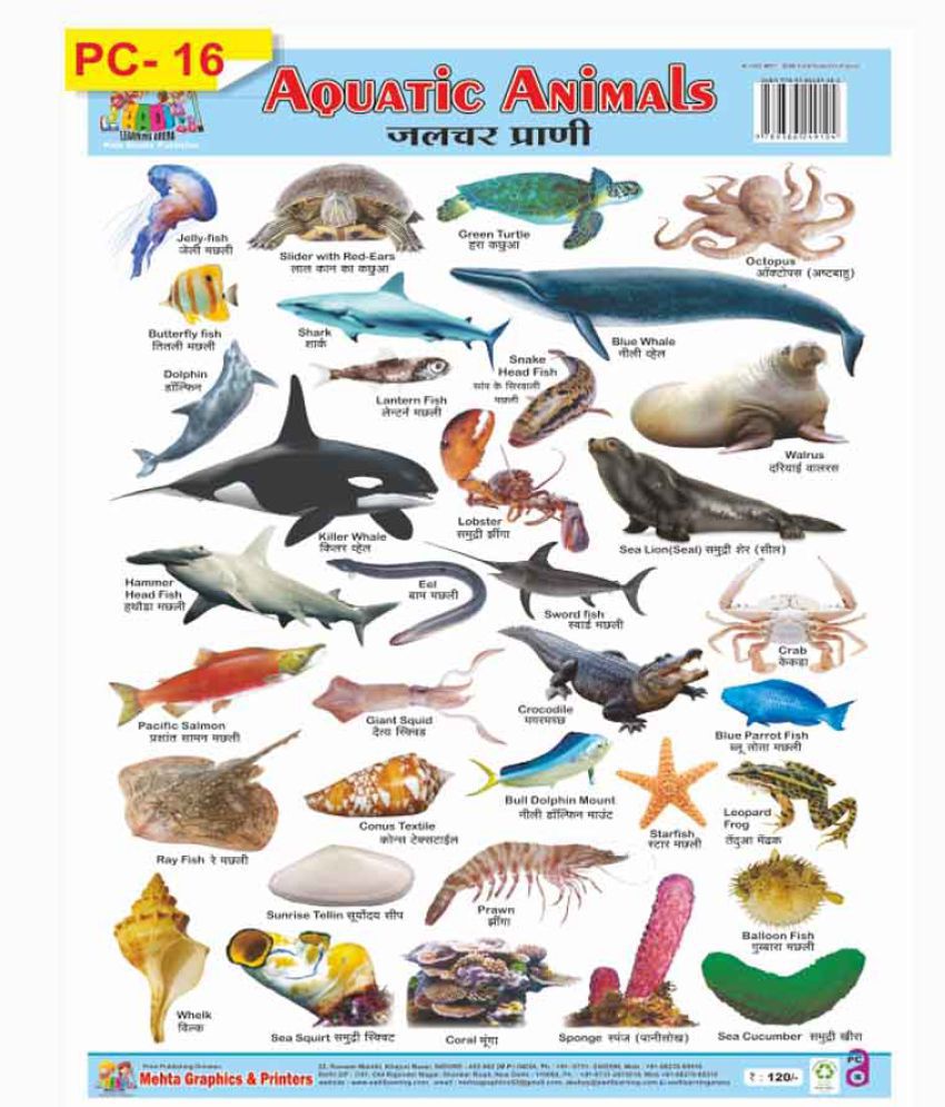 Plastic Chart Of Aquatic Animals (Pc-16): Buy Plastic Chart Of Aquatic  Animals (Pc-16) Online at Low Price in India on Snapdeal