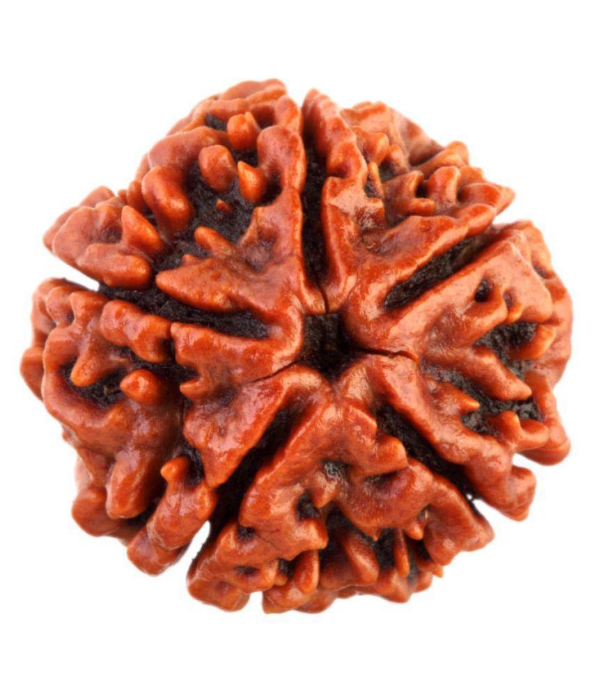     			SAUBHAGYA GLOBAL GJSPC CERTIFIED SIDDHA FIVE MUKHI RUDRAKSHA 5 Face Rudraksha