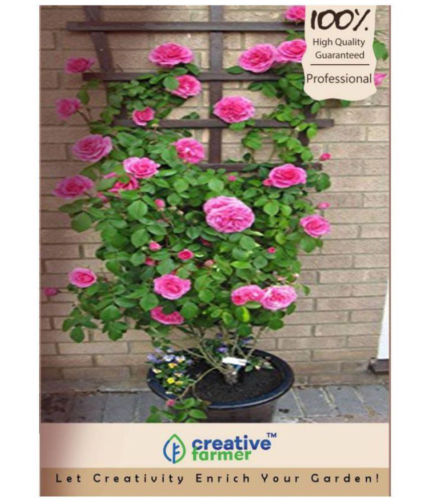 Saaheli Climbing Pink Rose Plant Seed 30 Seeds/Pack + Instruction Manual Buy Saaheli Climbing