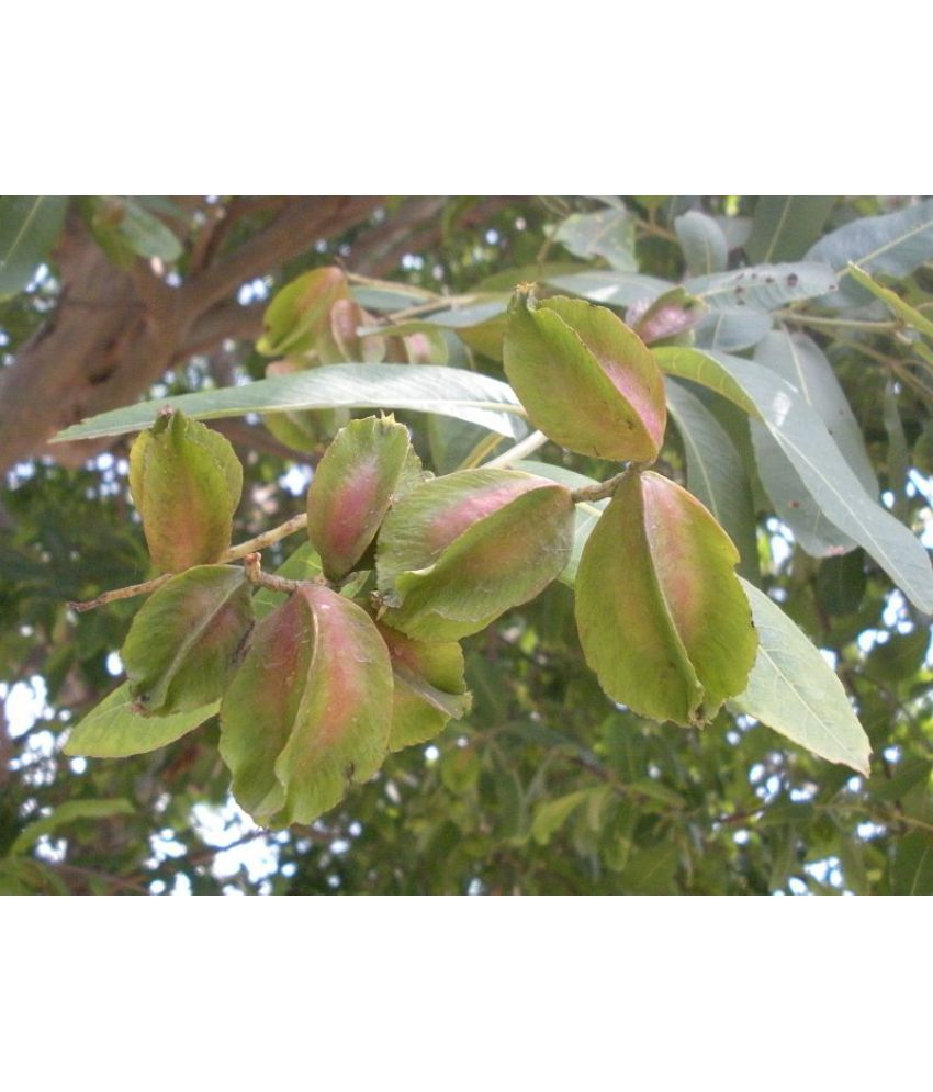 Creative Farmer Tree Seeds For Front Yard Koha Tree Seeds Tree Seeds ...