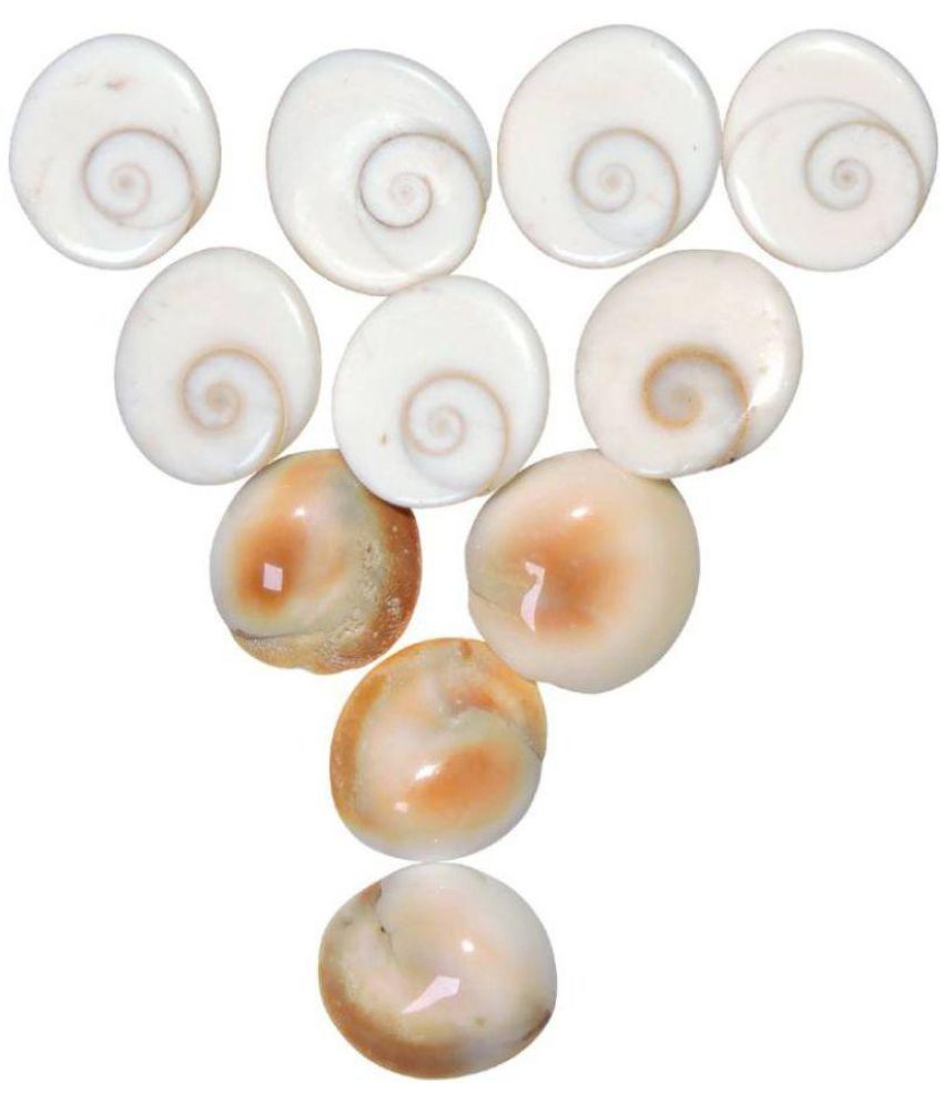     			Shivoham Stoneware Gomti Chakra