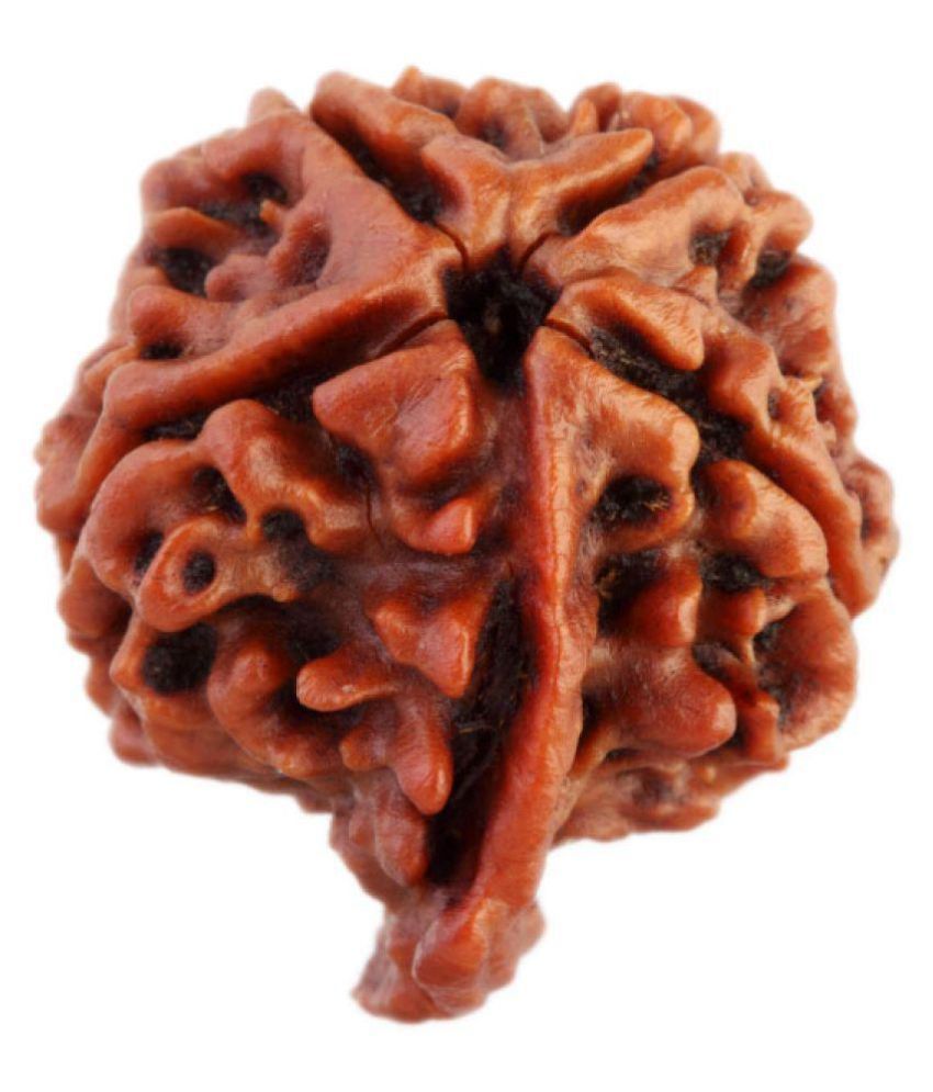     			SAUBHAGYA GLOBAL SIDDHA GANESH RUDRAKSHA 5 Face Rudraksha