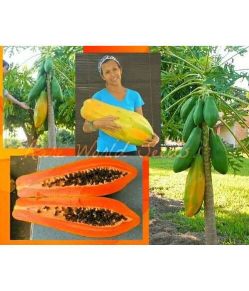 Creative Farmer Thailand Dwarf Bonsai Papaya Garden Fruit Seed 1
