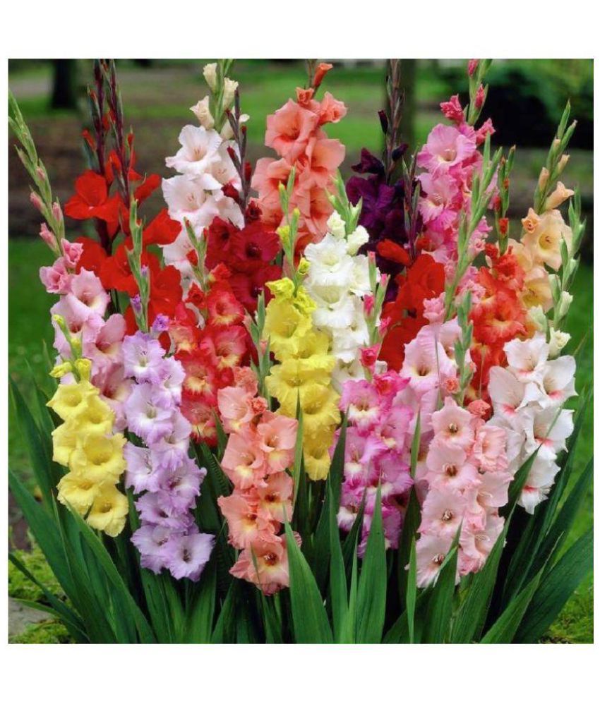     			Green Ivy Gladiolus Mix Color Flower Bulbs Seed