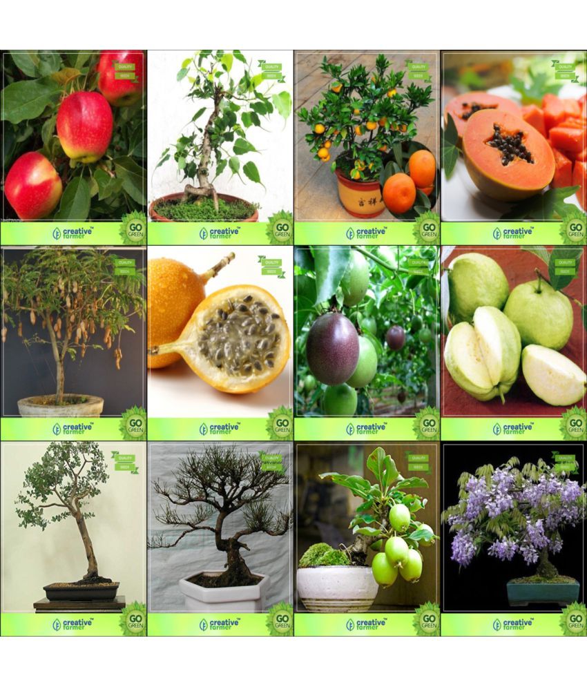 Bonsai Seeds Indoor And Outdoor Combo Apple, Ficus Religiosa, Orange