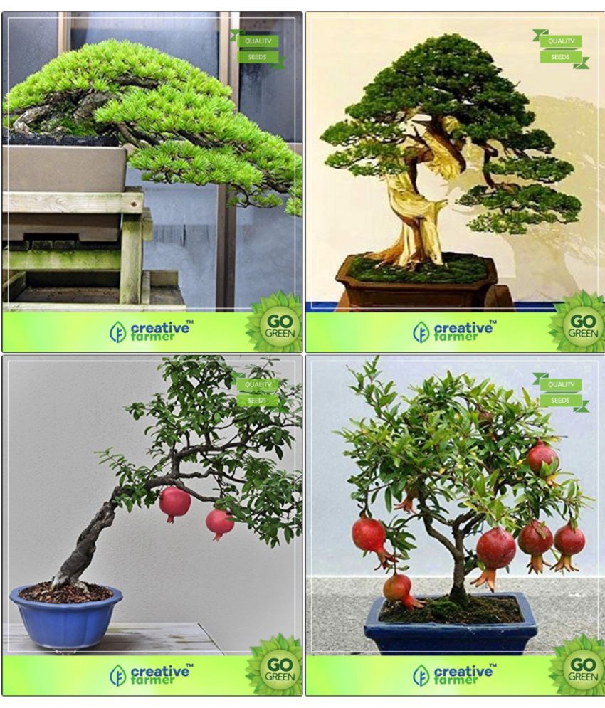 Bonsai Seeds Seed For Garden Combo Hoop Pine, Pinus Petula