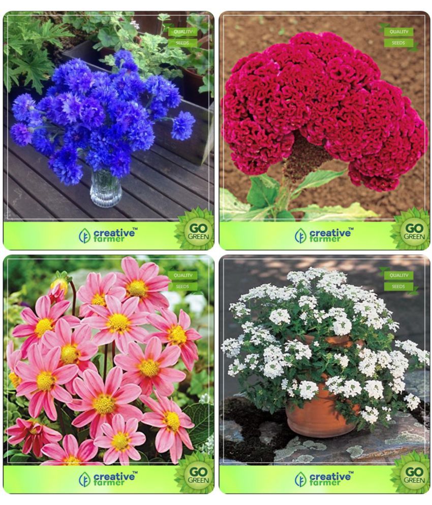 Flower Seeds Garden Seeds Combo Corn Flower Celosia Cockscomb Dahlia Bambino Verbena White Garden Flower Seeds Buy Flower Seeds Garden Seeds Combo Corn Flower Celosia Cockscomb Dahlia Bambino Verbena White Garden Flower Seeds Online