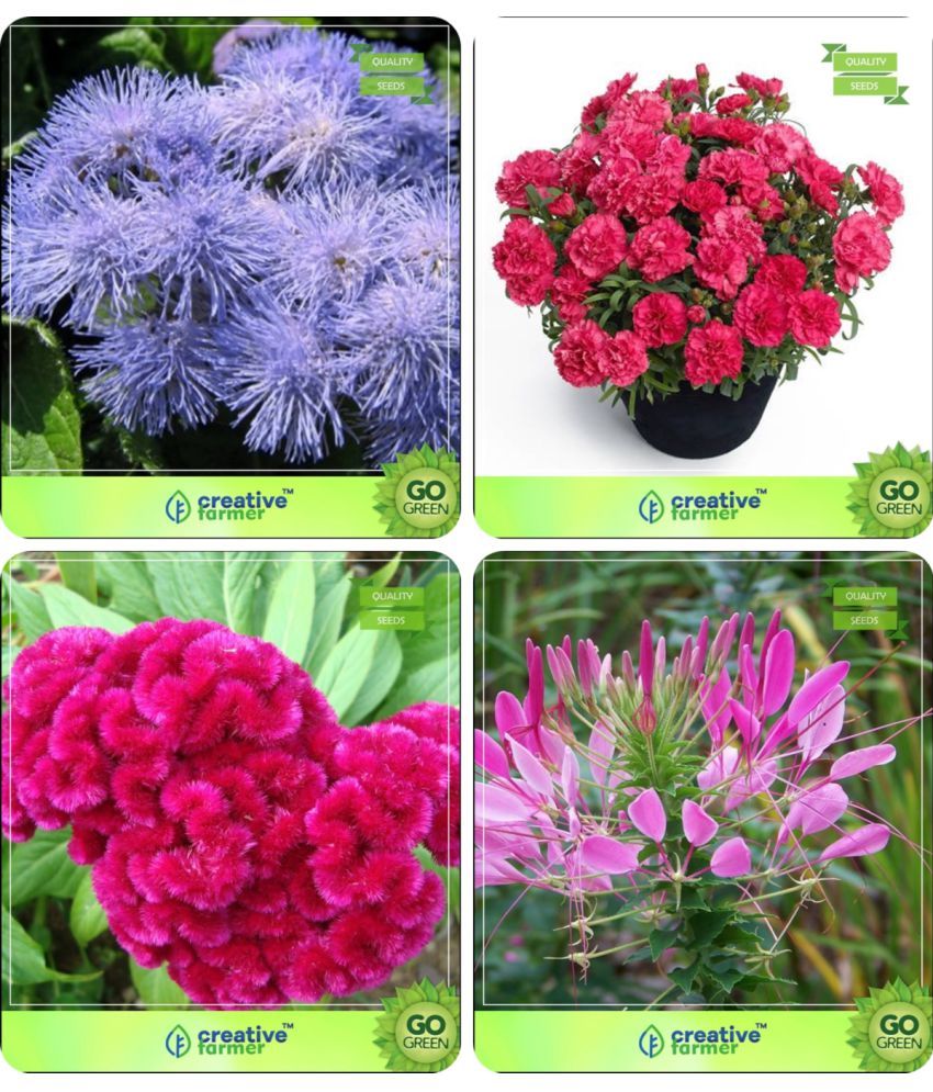 Flower Seeds Plant Seeds Gardening Combo Ageratum , Carnation
