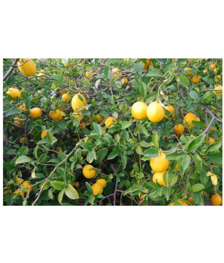 Lemon seed Buy Lemon seed Online at Low Price Snapdeal