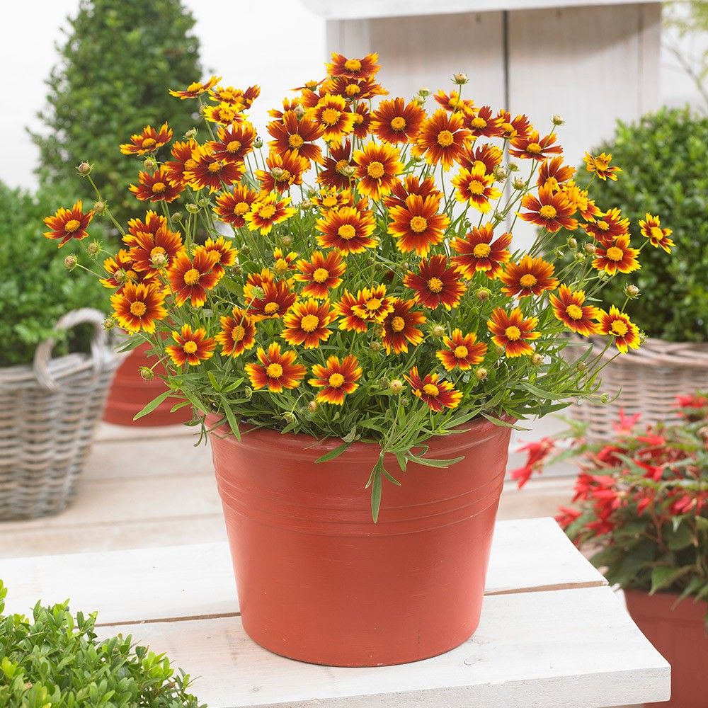 Flower Seeds : Plains Coreopsis For Pots Seeds For Basket Flowering ...