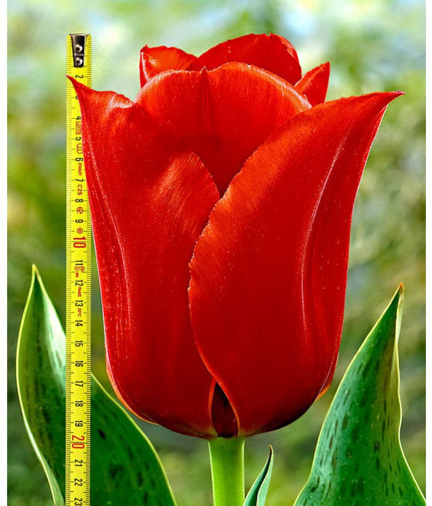 Beautiful Tulip Flower Bulb Tulips 'Casa Grande' Good Growing 5 Tulip