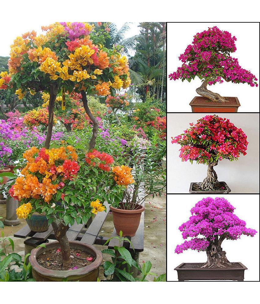 Buy Mixed Color Miniature Bougainvillea Flower Plant Seeds Home Garden  Décor 40 seeds Online at Best Price in India - Snapdeal