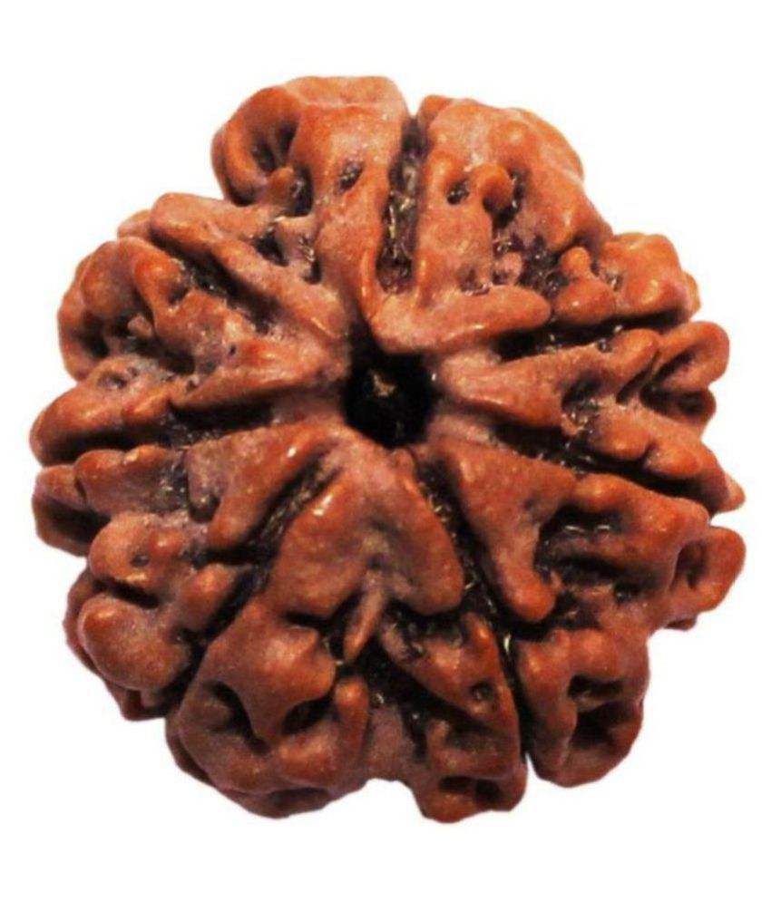     			Shivoham 7 Mukhi Rudraksha (Lab Certified) Silk Dori 7 Face Rudraksha