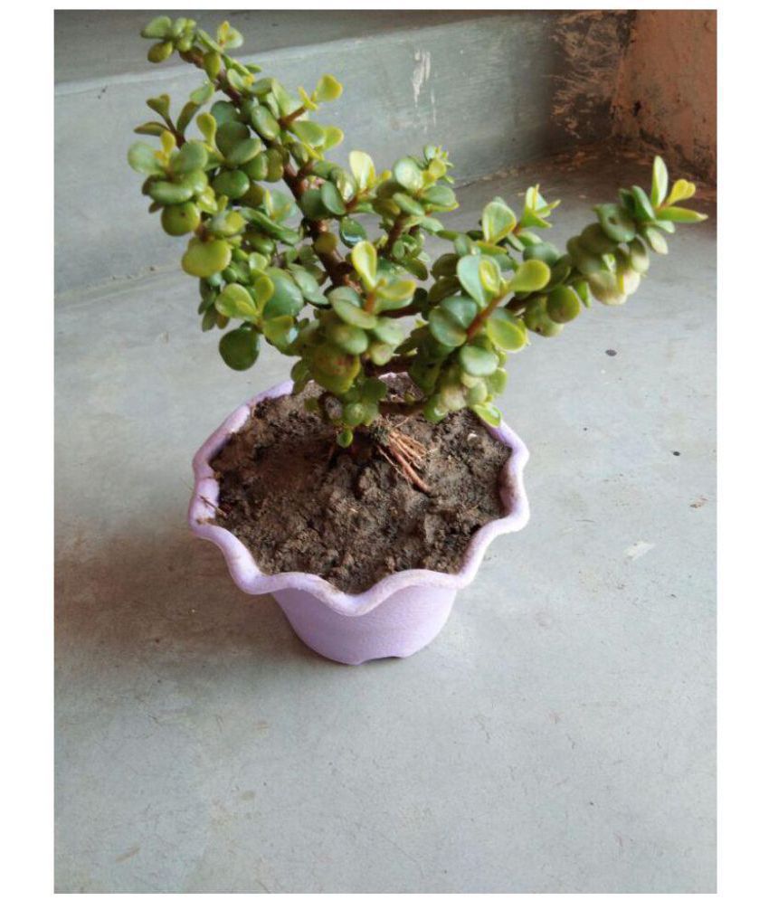  Live  Plant  Small  crassula bonsai Indoor  Indoor  Plant  Buy  