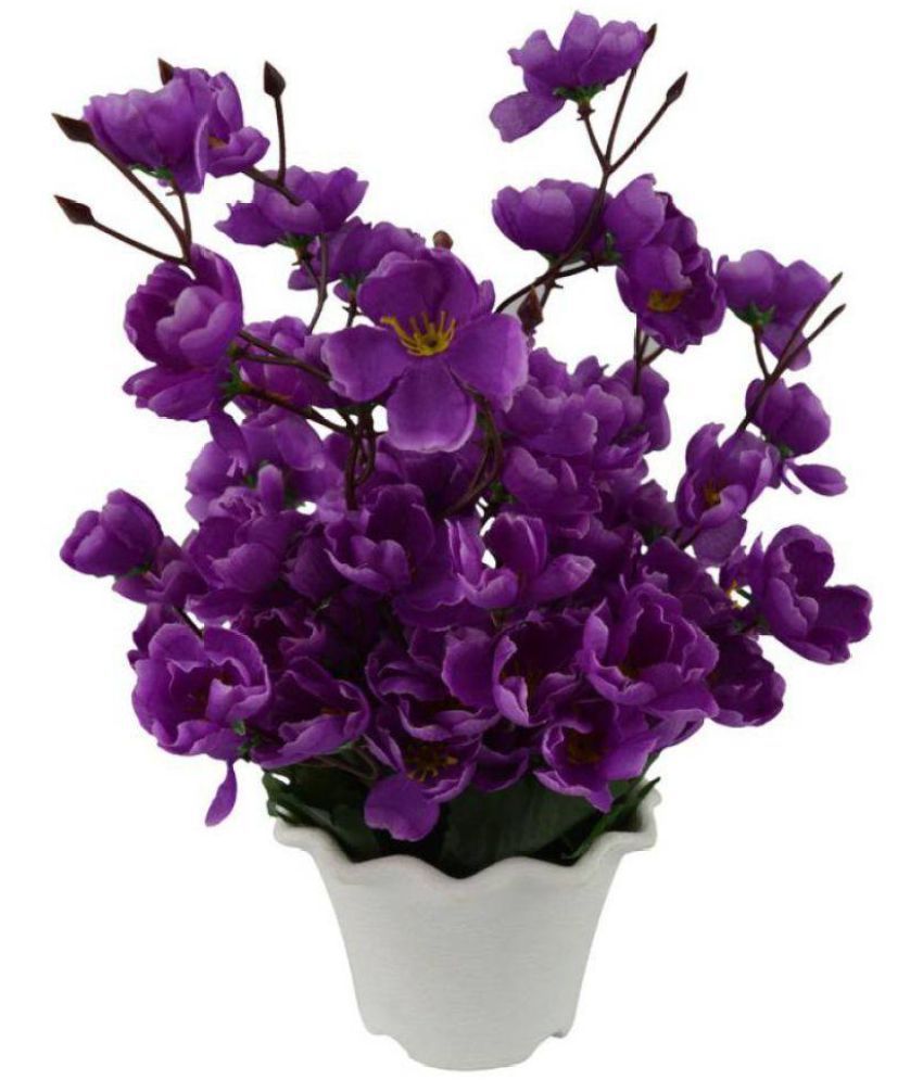 miro orchids purple flowers