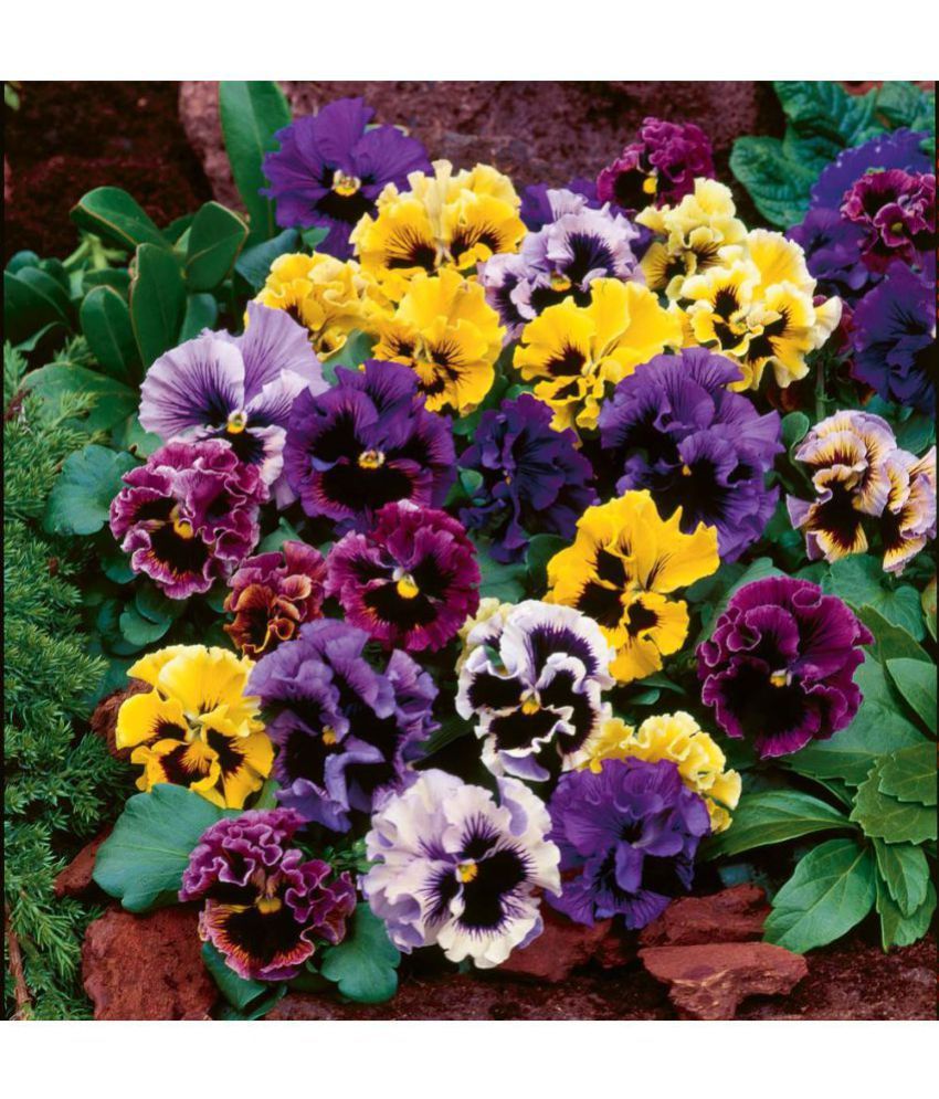 Natures Buggy Pansy Live Outdoor Flower Plant Buy Natures