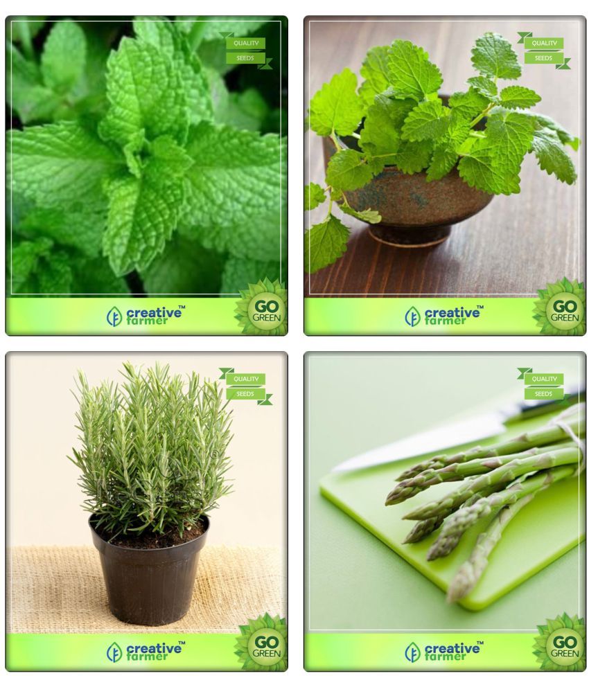 Herb Seeds For Kitchen Garden Combo Mint, Lemon Balm, Rosemary