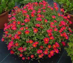 Flower Seeds Portulaca Home Depot Plant Seeds For Grow Bags Pots Home Garden Plant Seeds Eco Pack Garden Plant Seeds By Creative Farmer Buy Flower Seeds Portulaca Home Depot Plant Seeds