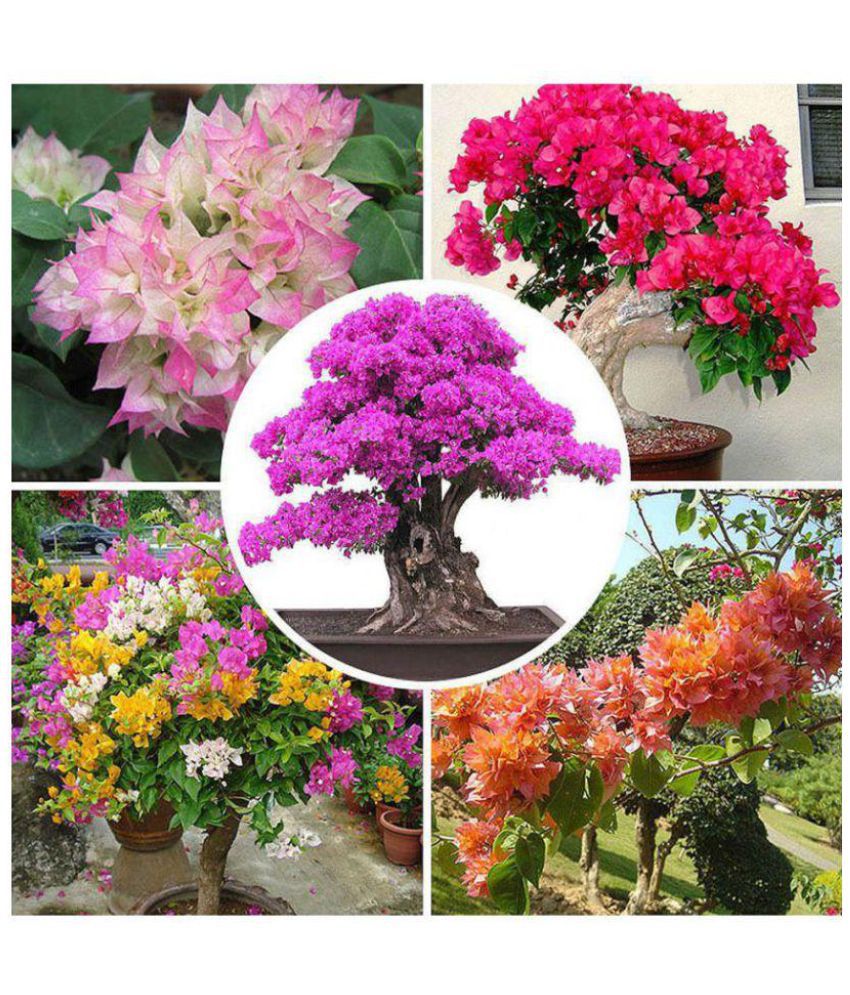 Beautiful Rare Miniature Bougainvillea Flower Seeds Fairy Garden Plants 20  seeds: Buy Beautiful Rare Miniature Bougainvillea Flower Seeds Fairy Garden  Plants 20 seeds Online at Low Price - Snapdeal