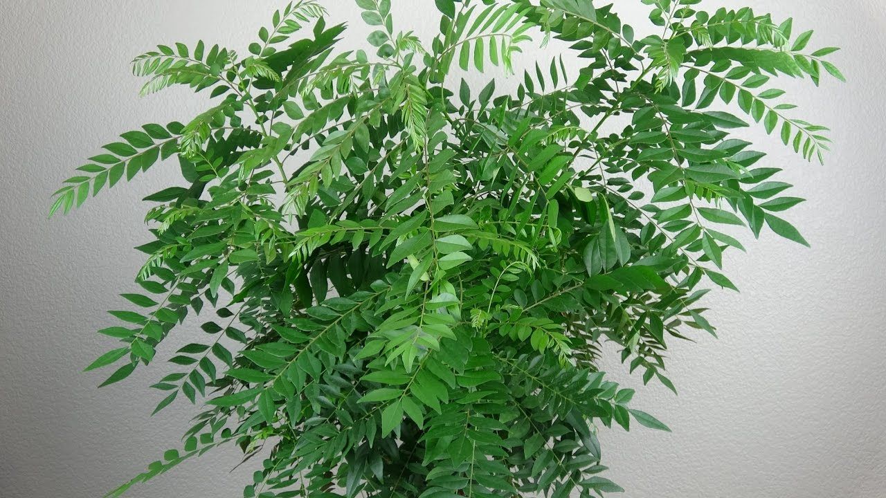 PlantaeKingdom CURRY LEAVES Healthy Live Best Pot(KADI