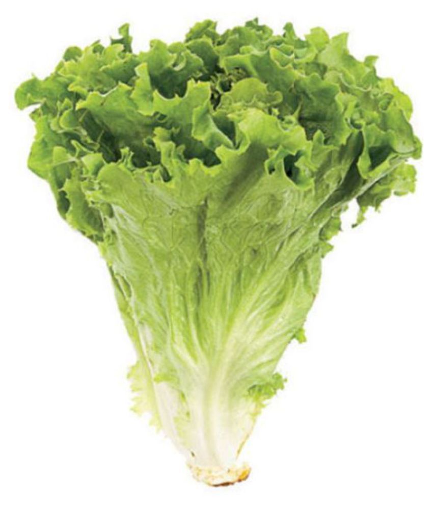     			R-DRoz Lettuce Green (Salad Patta) Quality Seeds - Pack of 50 F-1 Hybrid Seeds (100 Grams Growing Soil Free)