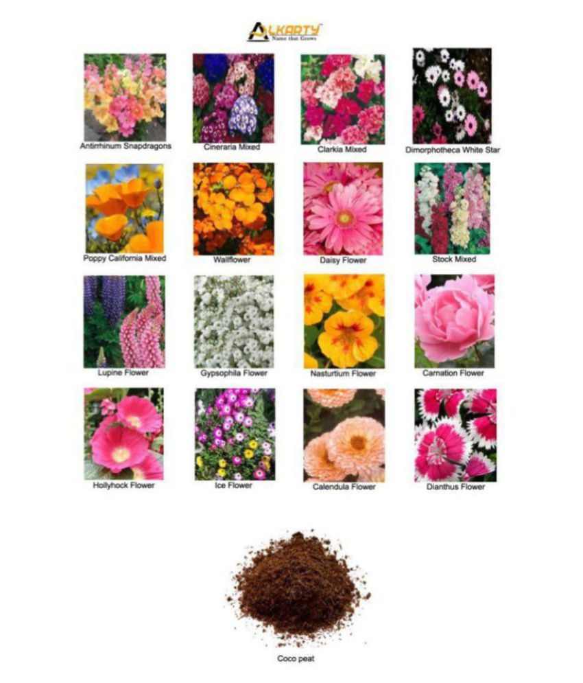 Winter Flowers Seeds Combo of 320 Seeds (16 Varieties Of Flower) With