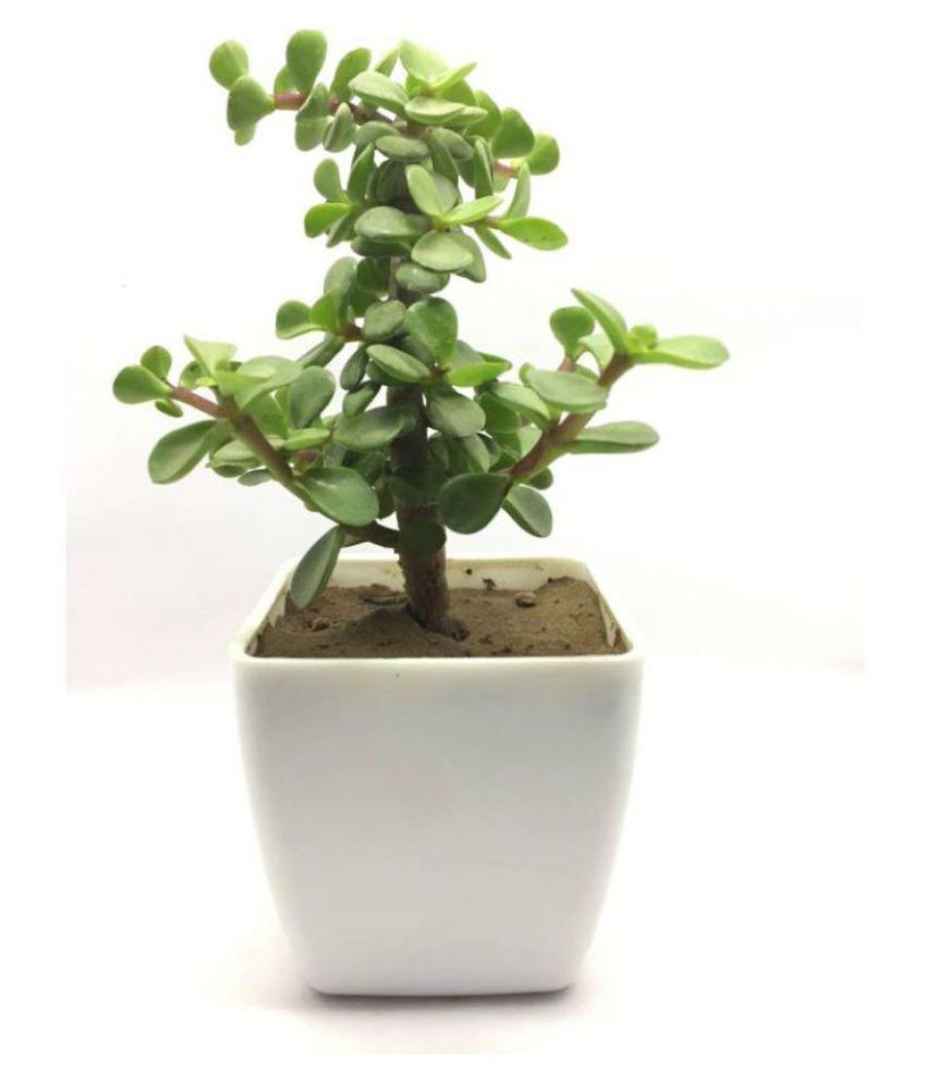 Royal Garden Plants Bonsai JADE PLANT WITH Square With 3.5 inch Pot Both Cacti & Succulent Plant