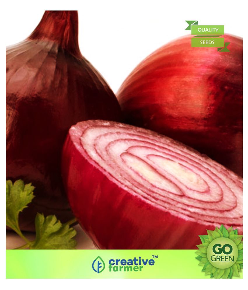 Vegetable Seeds Allium Cepa Seeds Onion Black Seeds Home Garden Seeds Buy Vegetable Seeds Allium Cepa Seeds Onion Black Seeds Home Garden Seeds Online At Low Price Snapdeal