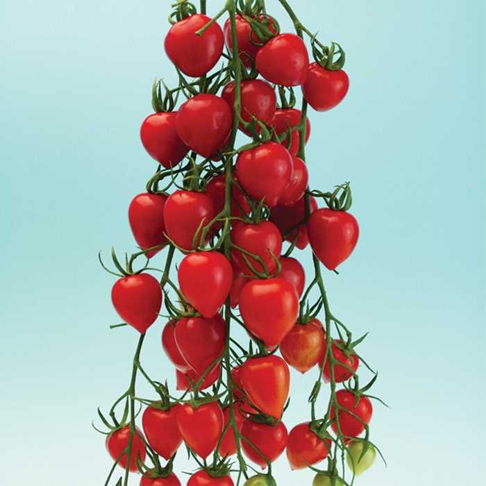 Vegetable Seeds Gartenperle Cherry Tomato Seeds Cherry Tomato