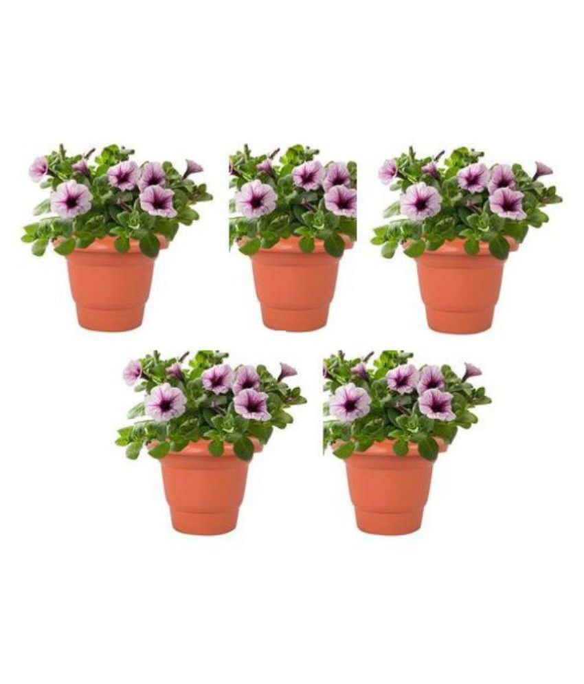 Alkarty 12 Inch Brown Set Of 5 Plastic Flower Pots  Pot  