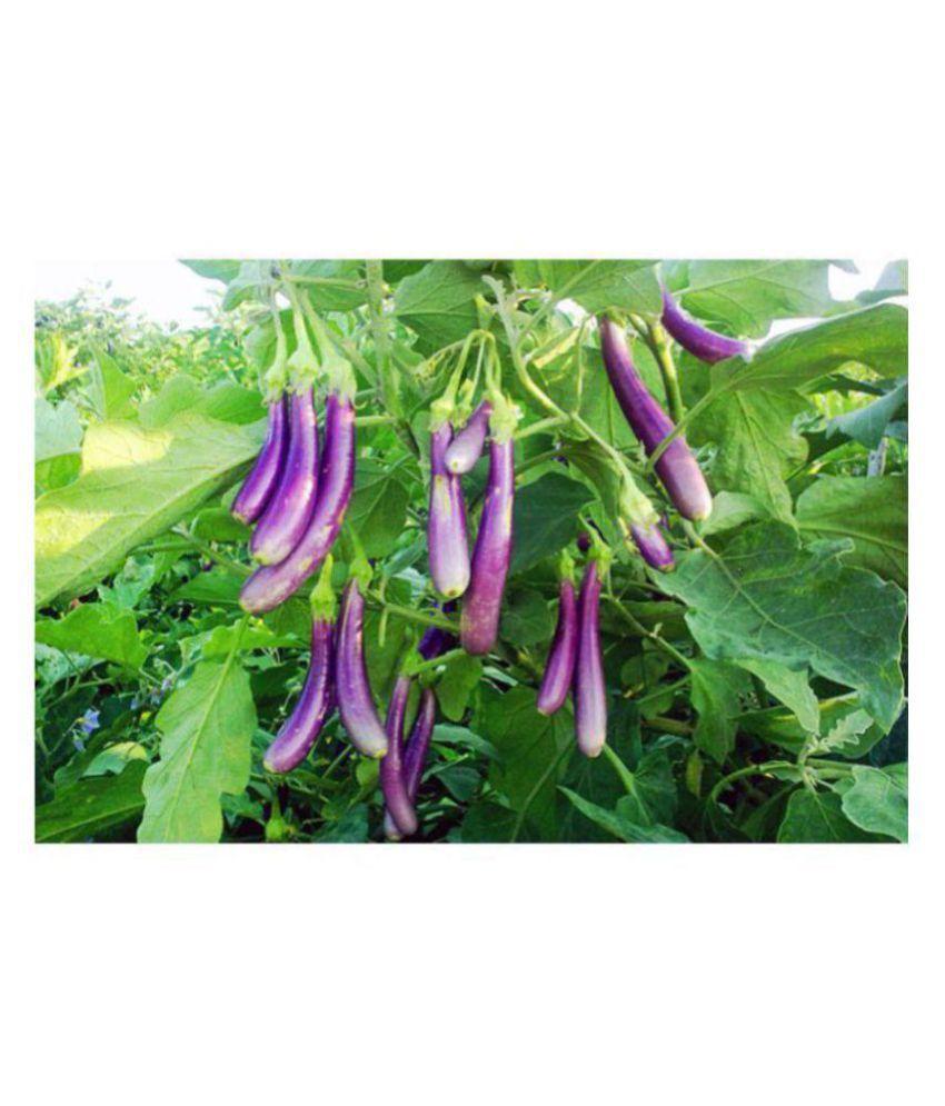     			Alkarty Brinjal Purple Long Vegetables Seeds - Pack of 50 F-1 Hybrid Seeds with growing soil