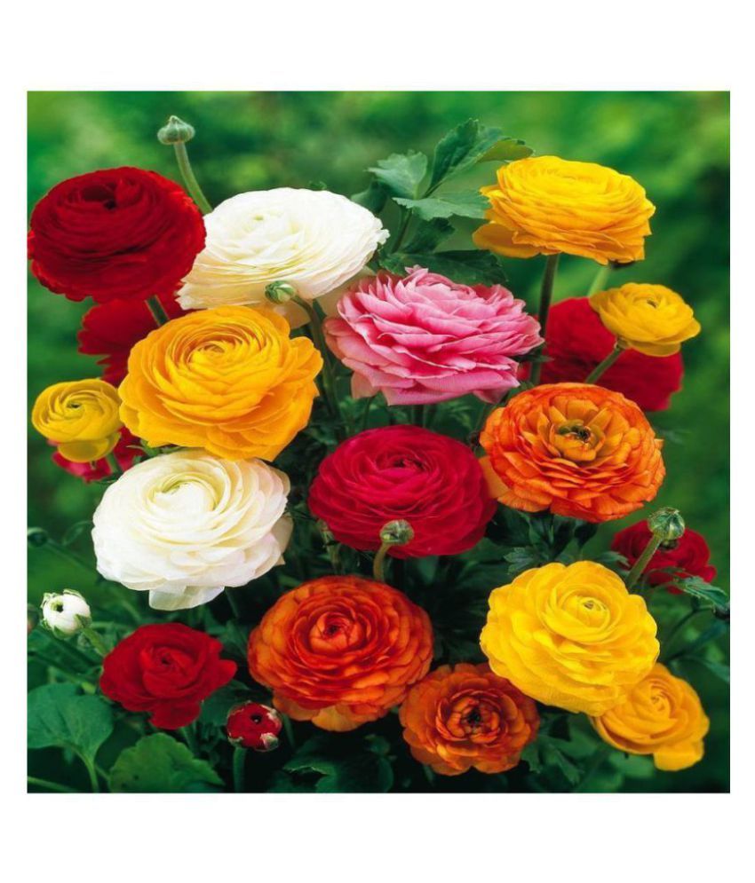     			Ranunculus asiaticus Flower Seeds