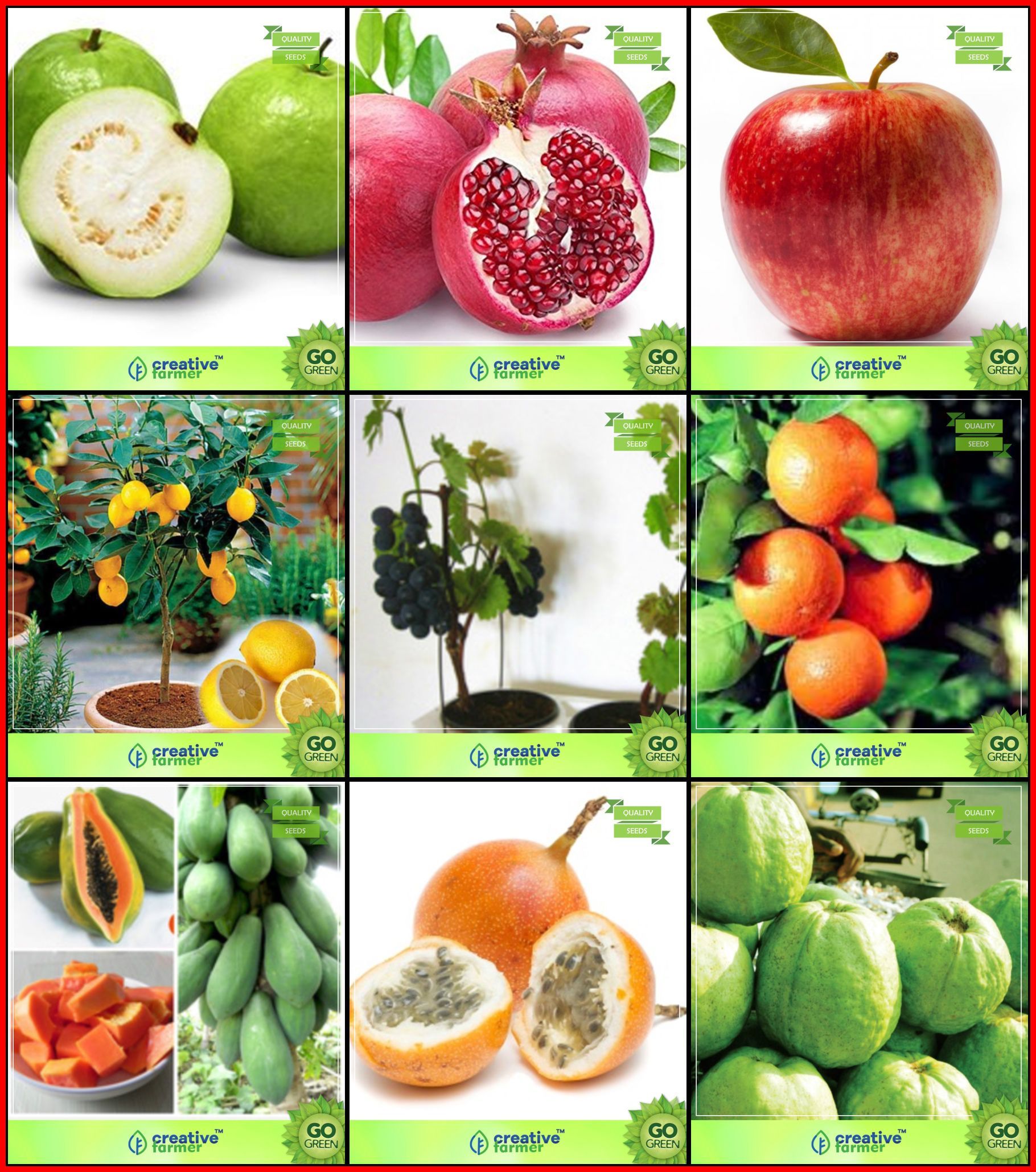 fruit-seeds-combo-tree-seeds-guava-pomagranate-apple-lemon-fruit