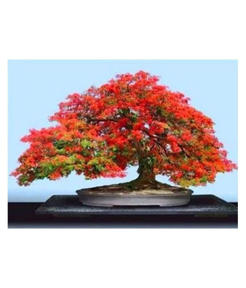     			Variety House bonsai Gulmohar Bonsai ForÃ¢ Bonsai Lovers Tree Seeds