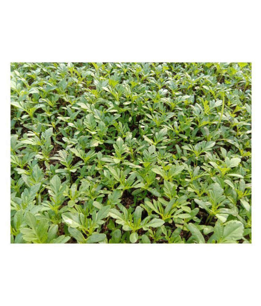 Puspita_Nursery Kolkata Marigold Flower Seed Yellow Color African