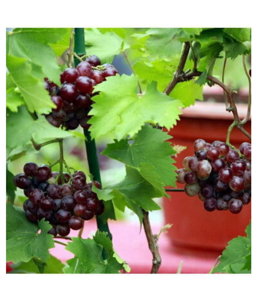     			OhhSome Seeds Of Fleshy Fruits Live Grapes Plant Sweet Grapes Vine Fruit Plant Seeds Plant Seeds For Garden Kitchen Garden Bonsai Suitable Fruit Seeds Pack