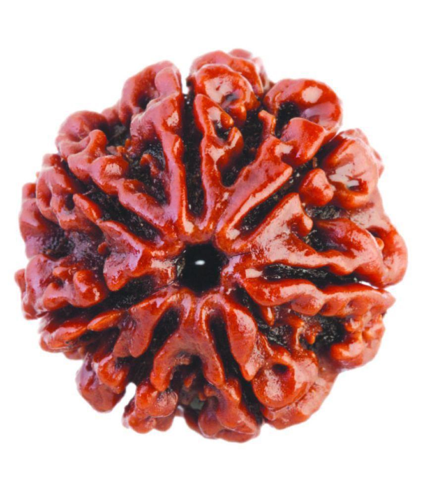     			haridwar astro 7 mukhi original rudraksha