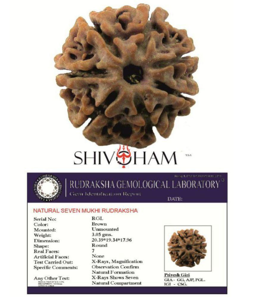     			Haridwar Astro 7 Mukhi Rudraksha With Lab Certificate 7 Face Rudraksha