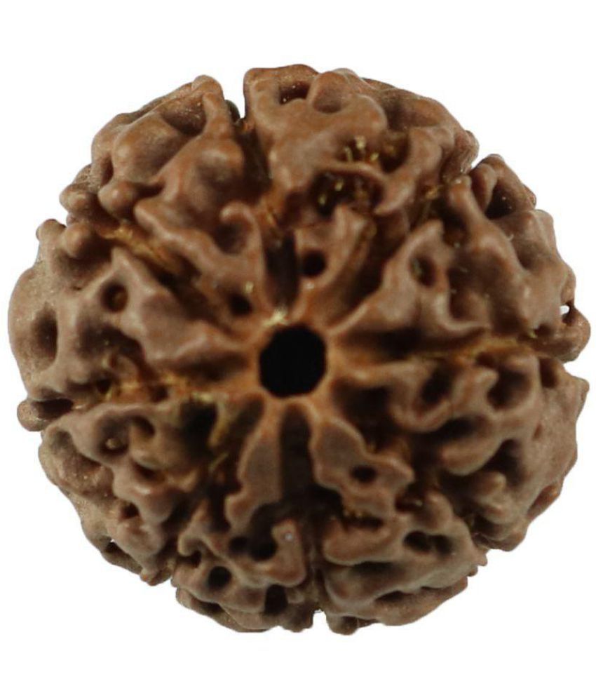     			Haridwar Astro 7 Mukhi Rudraksha With Lab Certificate 7 Face Rudraksha